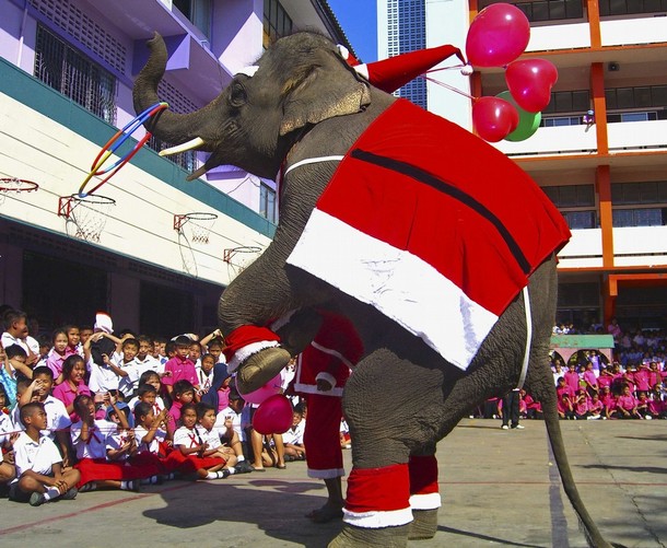 christmas_elephant_jirasart_school_ayutthaya_province_thailand.jpg