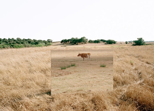 Андреа Гальвани Andrea Galvani