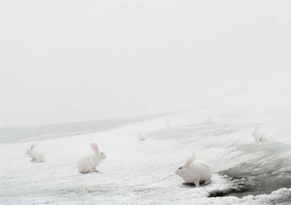 Андреа Гальвани Andrea Galvani