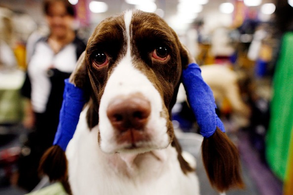 westminster_kennel_club_dog_show09.jpg