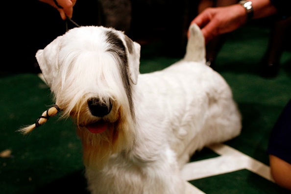 westminster_kennel_club_dog_show10.jpg