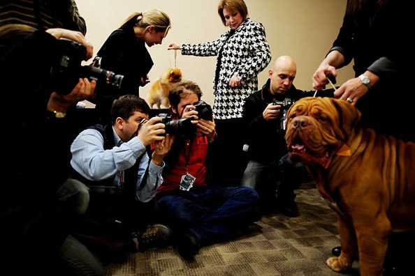 westminster_kennel_club_dog_show11.jpg