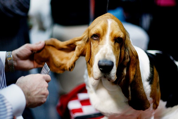 westminster_kennel_club_dog_show13.jpg