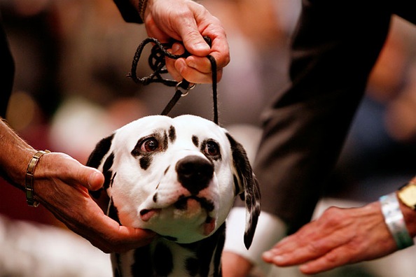 westminster_kennel_club_dog_show14.jpg