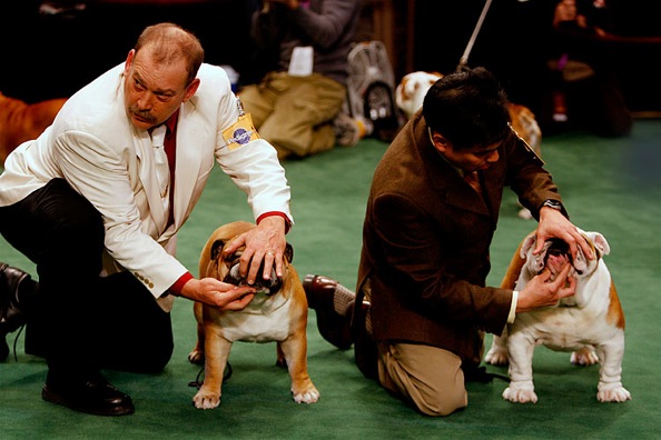 westminster_kennel_club_dog_show17.jpg