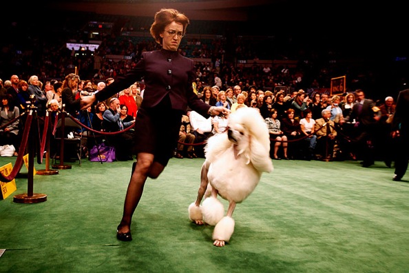 westminster_kennel_club_dog_show19.jpg