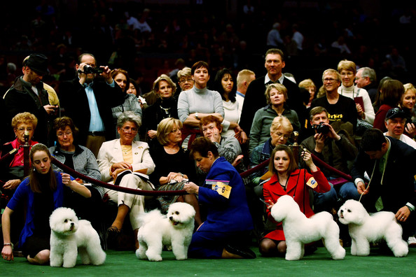 westminster_kennel_club_dog_show22.jpg