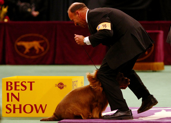 westminster_kennel_club_dog_show23.jpg