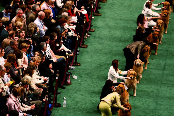 westminster_kennel_club_dog_show26.jpg