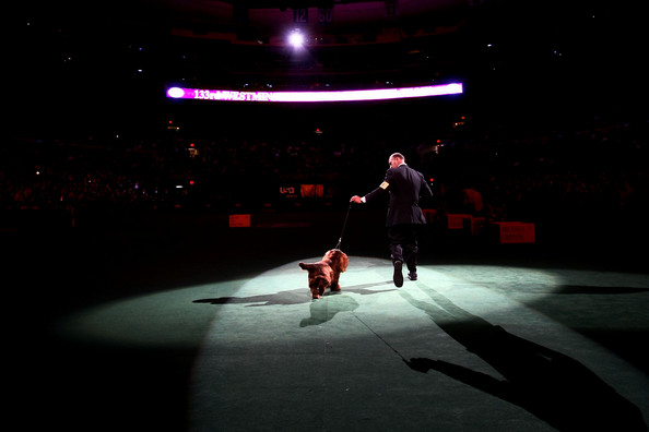 westminster_kennel_club_dog_show28.jpg