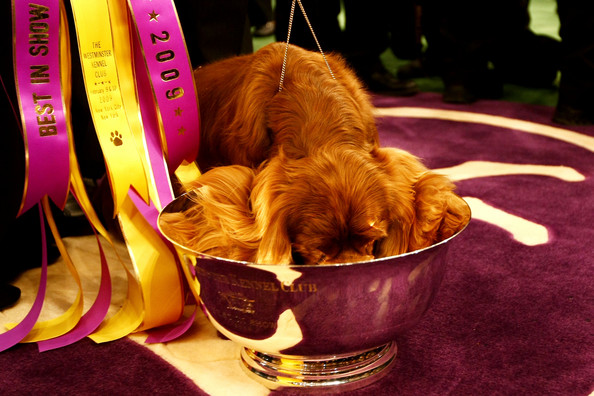 westminster_kennel_club_dog_show31.jpg