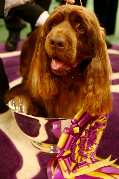 westminster_kennel_club_dog_show32.jpg