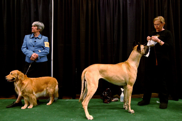 westminster_kennel_club_dog_show35.jpg