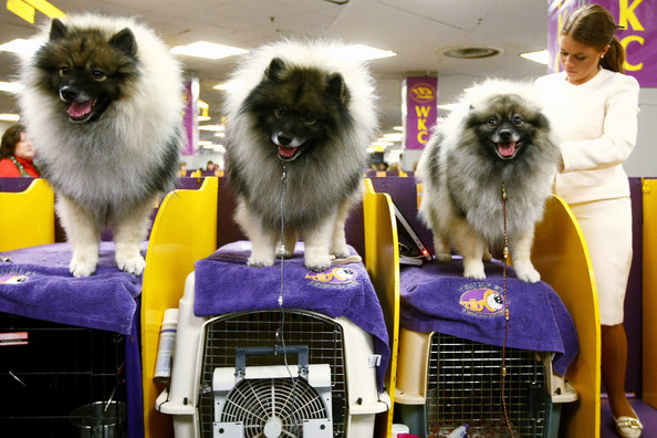 westminster_kennel_club_dog_show36.jpg