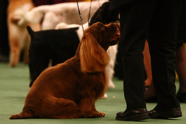 westminster_kennel_club_dog_show37.jpg