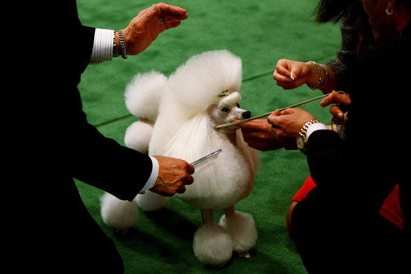 westminster_kennel_club_dog_show38.jpg