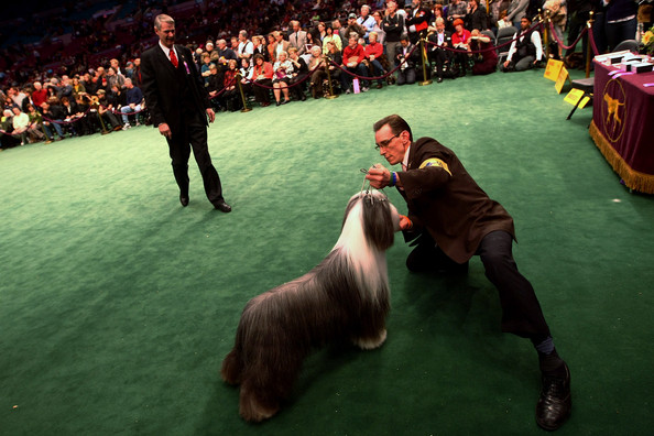 westminster_kennel_club_dog_show40.jpg