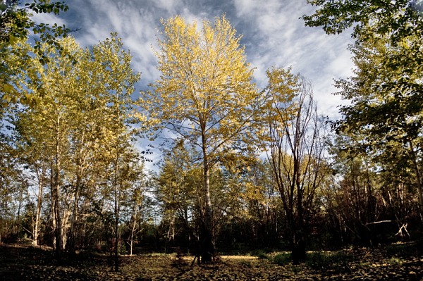 ru_dep_yellow_trees.jpg