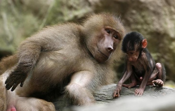 baboons_in_singapore_zoo.jpg