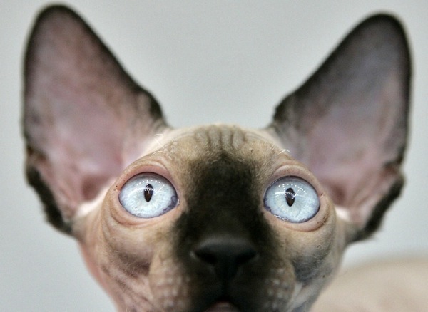 canadian_sphynx_cat_in_moscow.jpg