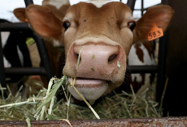 Корова на молочной ферме рядом с городом Эскалон, штат Калифорния.