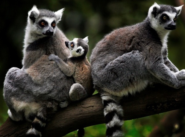 lemur_family_in_chiba_park_tokyo.jpg