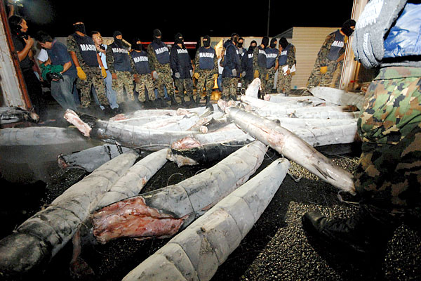 mexico_cocaine_sharks04.jpg