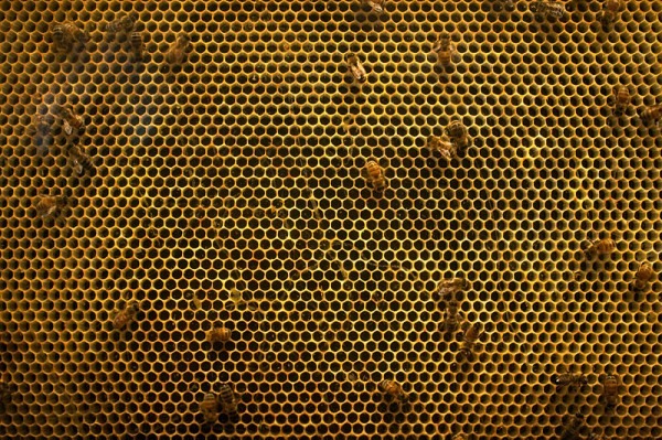 nz_bee_hive_structure_IMG_5642.jpg