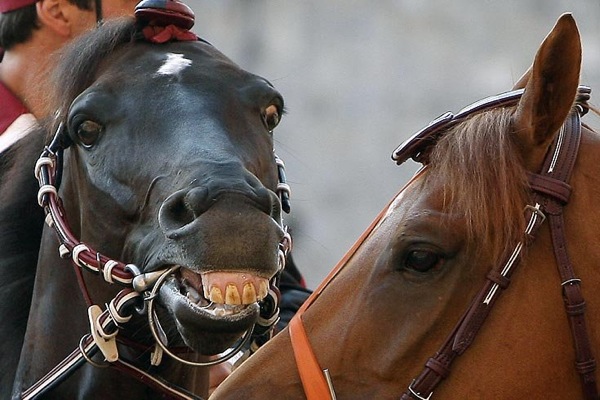 palio_siena11.jpg