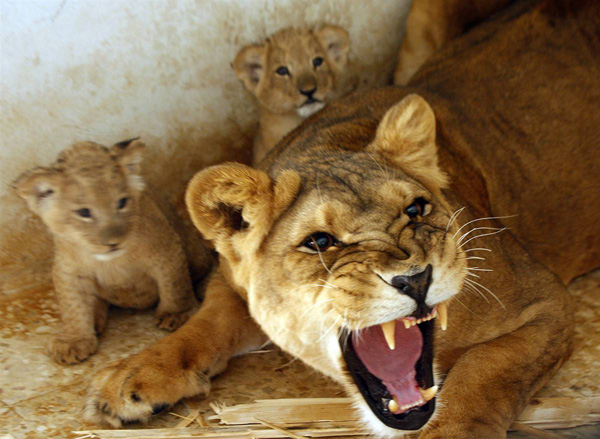 Львица Тамара рычит на посетителей