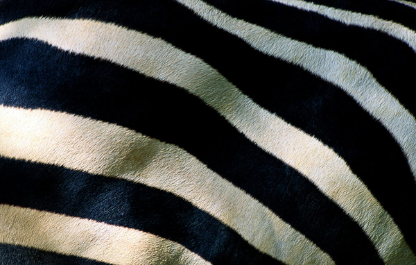 Черно-белые полоски на спине зебры