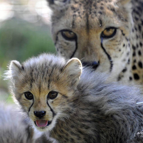 Детеныш гепарда и его мама