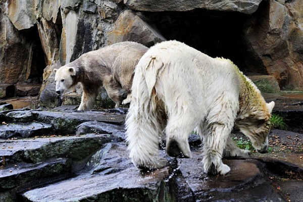 Knut_and_Gianna02.jpg