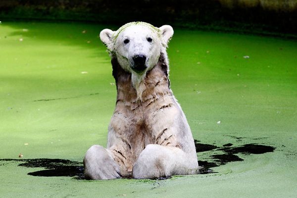 Knut_and_Gianna05.jpg
