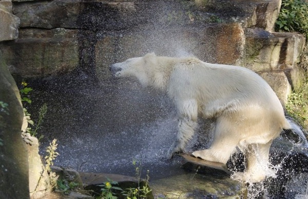 Knut_and_Gianna07.jpg