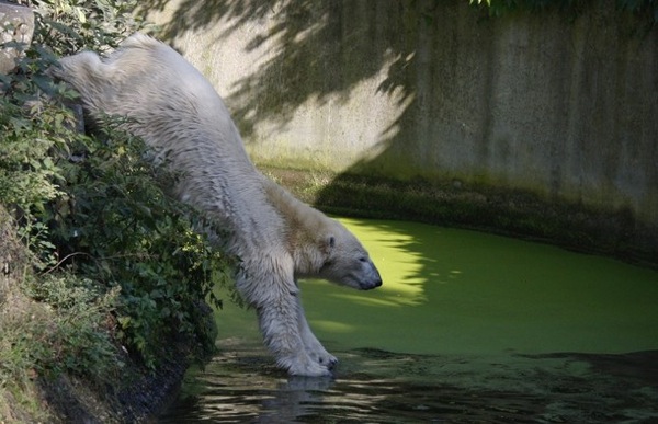 Knut_and_Gianna08.jpg