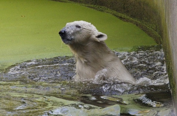Knut_and_Gianna09.jpg