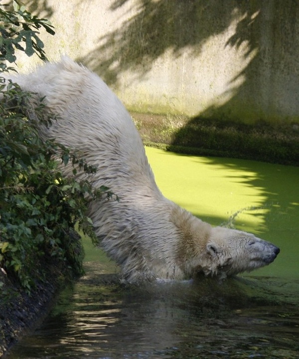 Knut_and_Gianna12.jpg