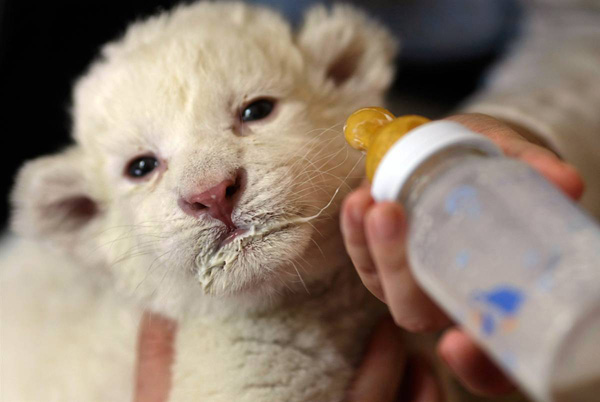 12-дневный детёныш белого льва питается из детской бутылки в Белградском Зоопарке, Сербия