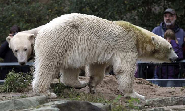 animals07.jpg
