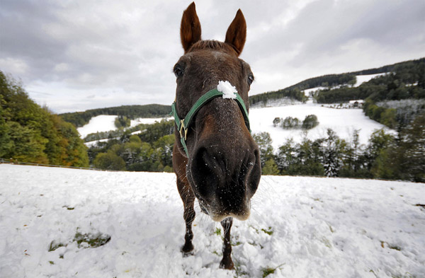 Лошадь и первый снег в деревне Семмеринг в Австрии
