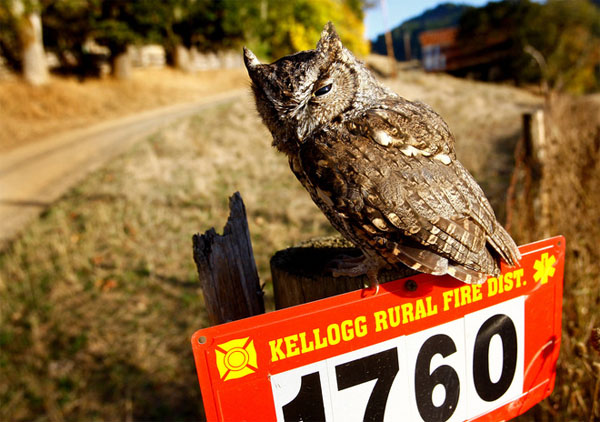 Западная визжащая сова сидит на почтовом ящике у  проселочной дороги возле Келлогга, Орегон