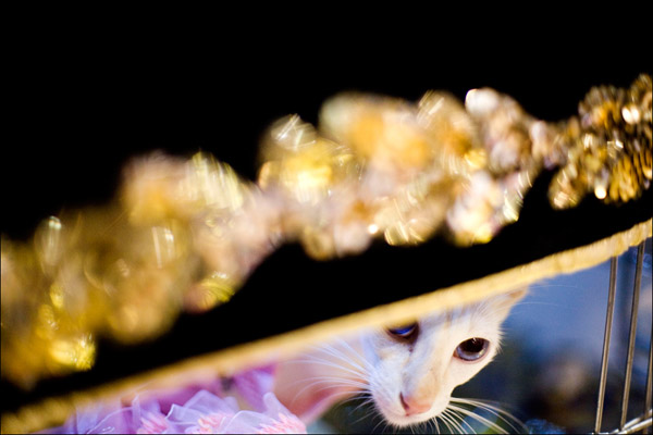 Кот породы яванез - полудлинношерстная ориентальная кошка