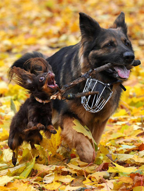 Две собаки играют в парке в Минске