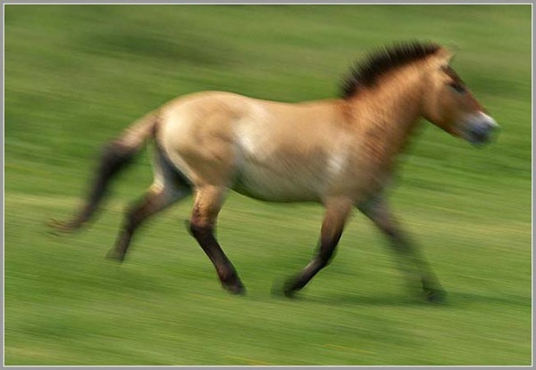 life_frans_lanting_62.jpg
