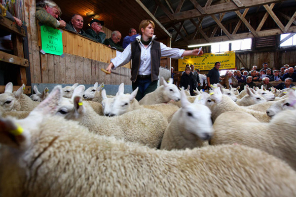 Аукцион овец в Шотландии