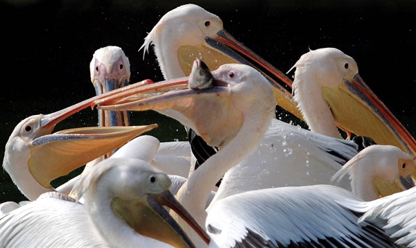 Розовый пеликан поймал добычу в Зоопарке Нью Дели