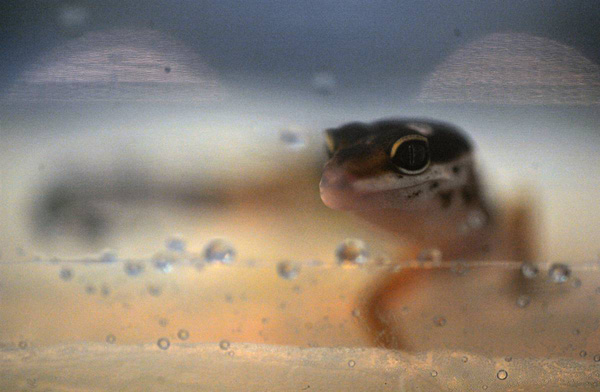 Леопардовый гекон на Интернациональной выставке Aquarium Expo 2009