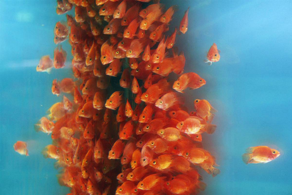 Золотые рыбки на Интернациональной выставке Aquarium Expo 2009 в Тайпее