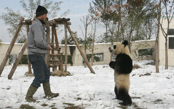 18-месячный панда в Исследовательском центре спасения диких животных в китайской провинции Шаанхи